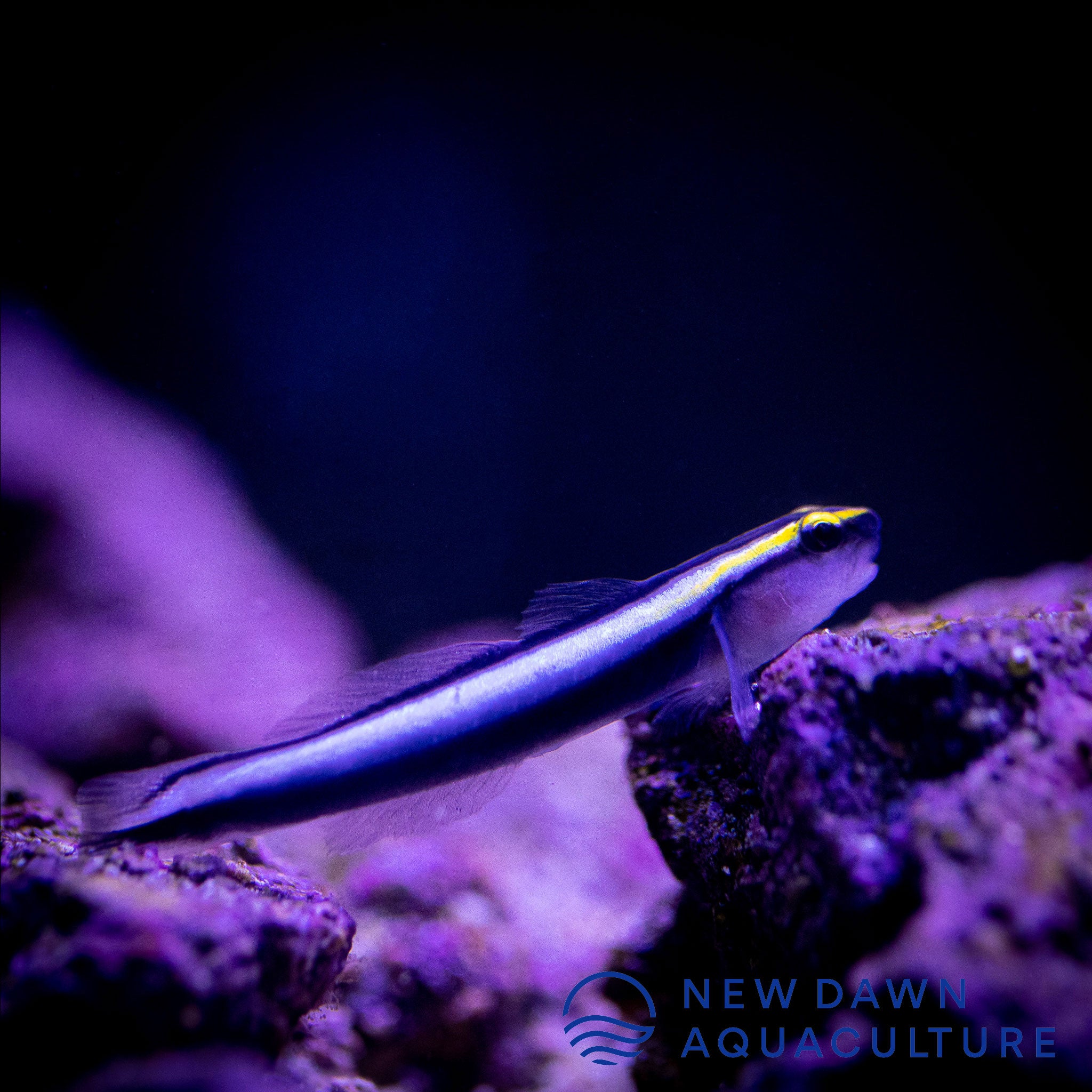 Sharknose Cleaner Goby | New Dawn Aquaculture