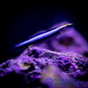 Sharknose Cleaner Goby