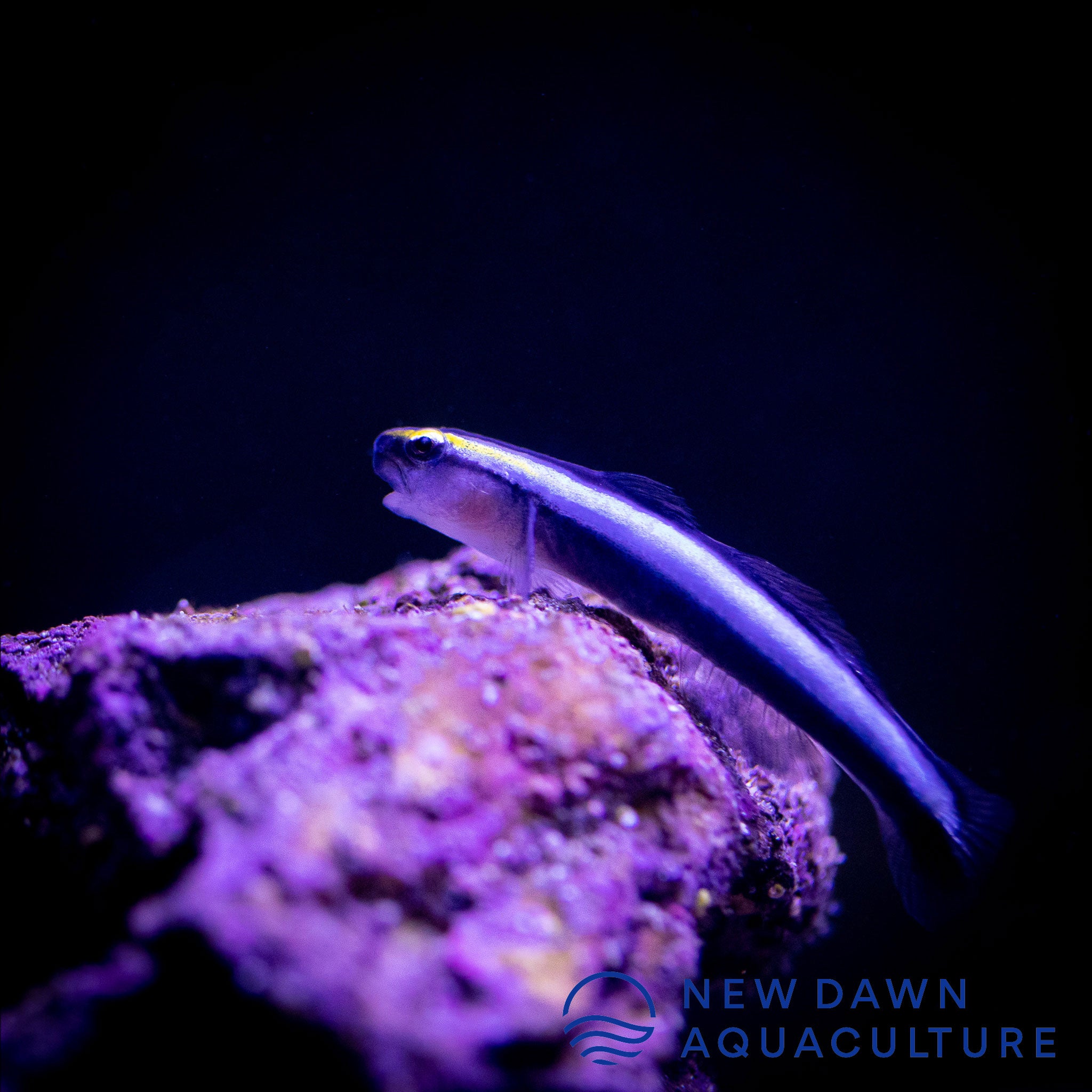 Sharknose Cleaner Goby | New Dawn Aquaculture