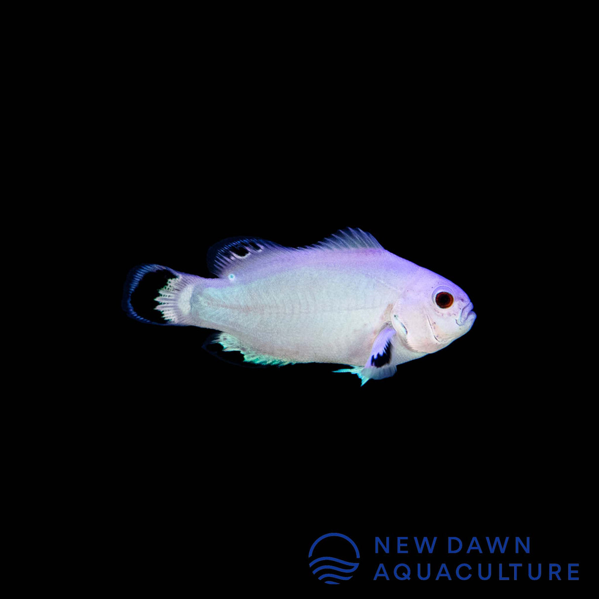 Snow Storm Ocellaris Clownfish