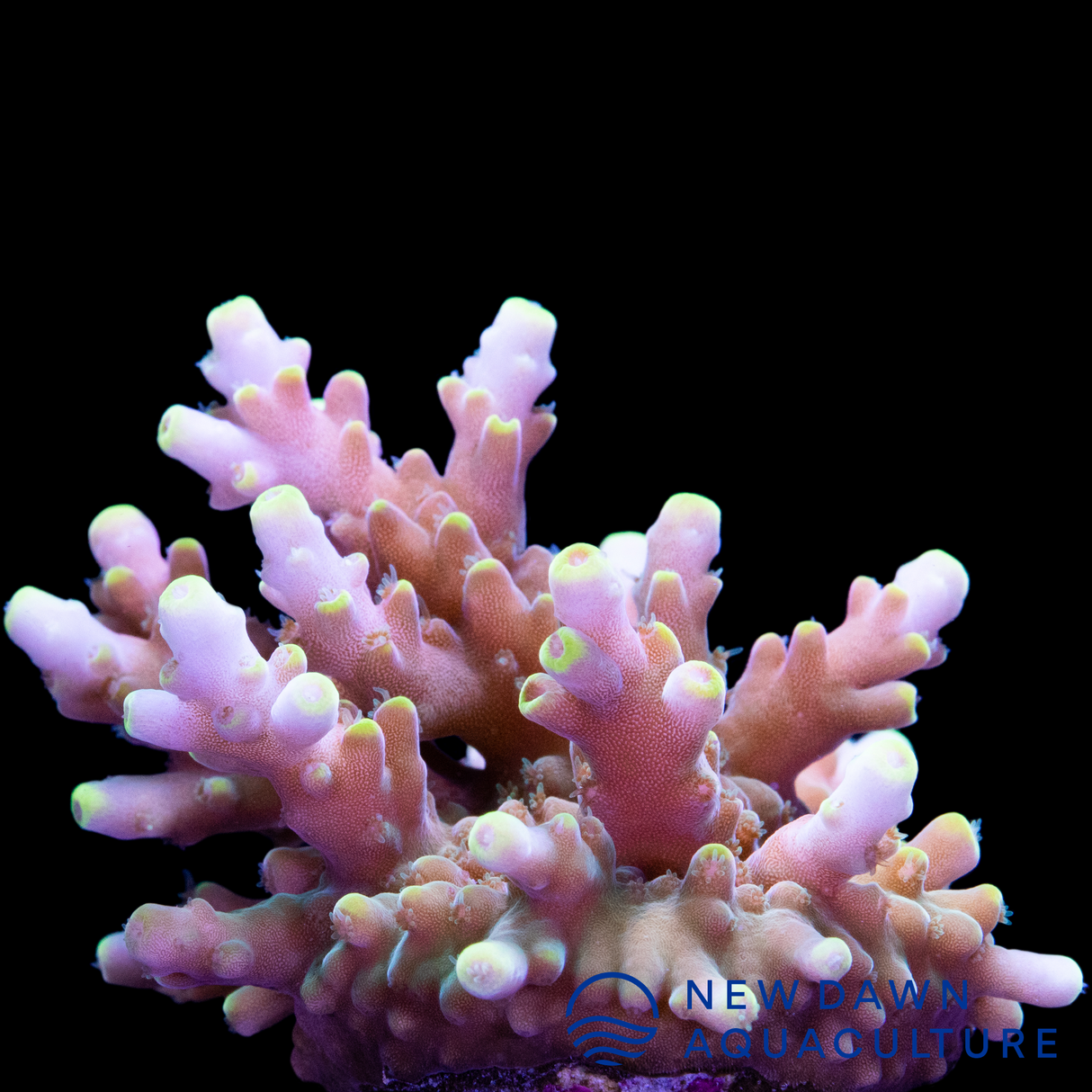 Snow Summit Acropora