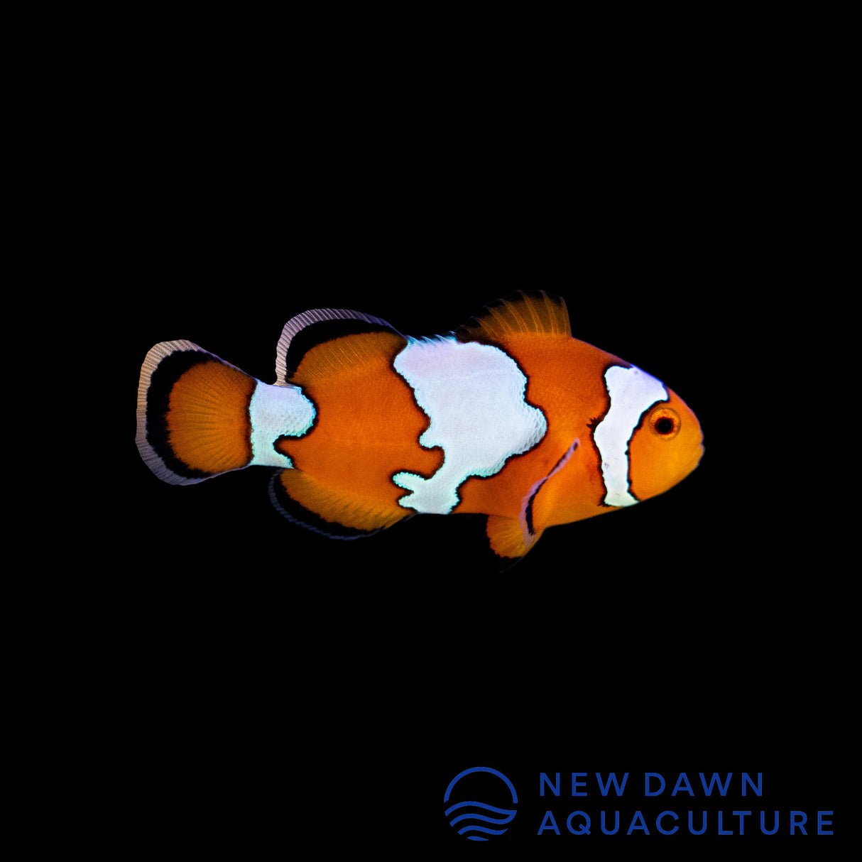 Snowflake Ocellaris Clownfish