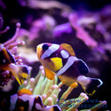 Spotcinctus Clownfish