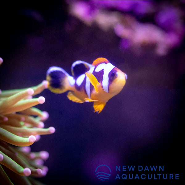 Spotcinctus Clownfish