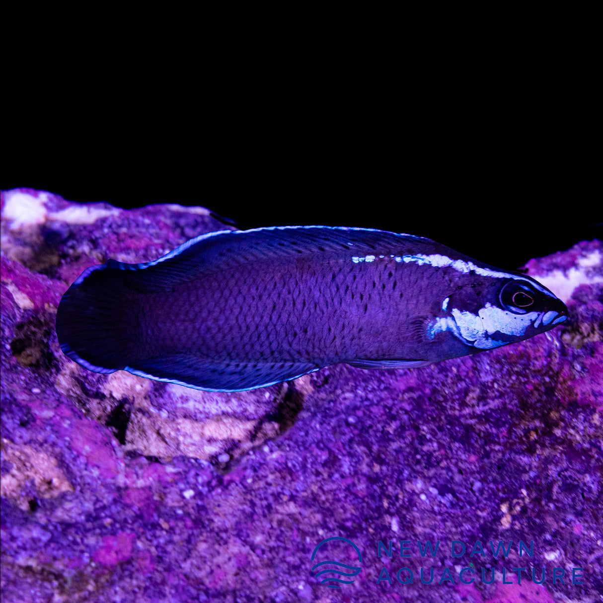 Springeri Dottyback