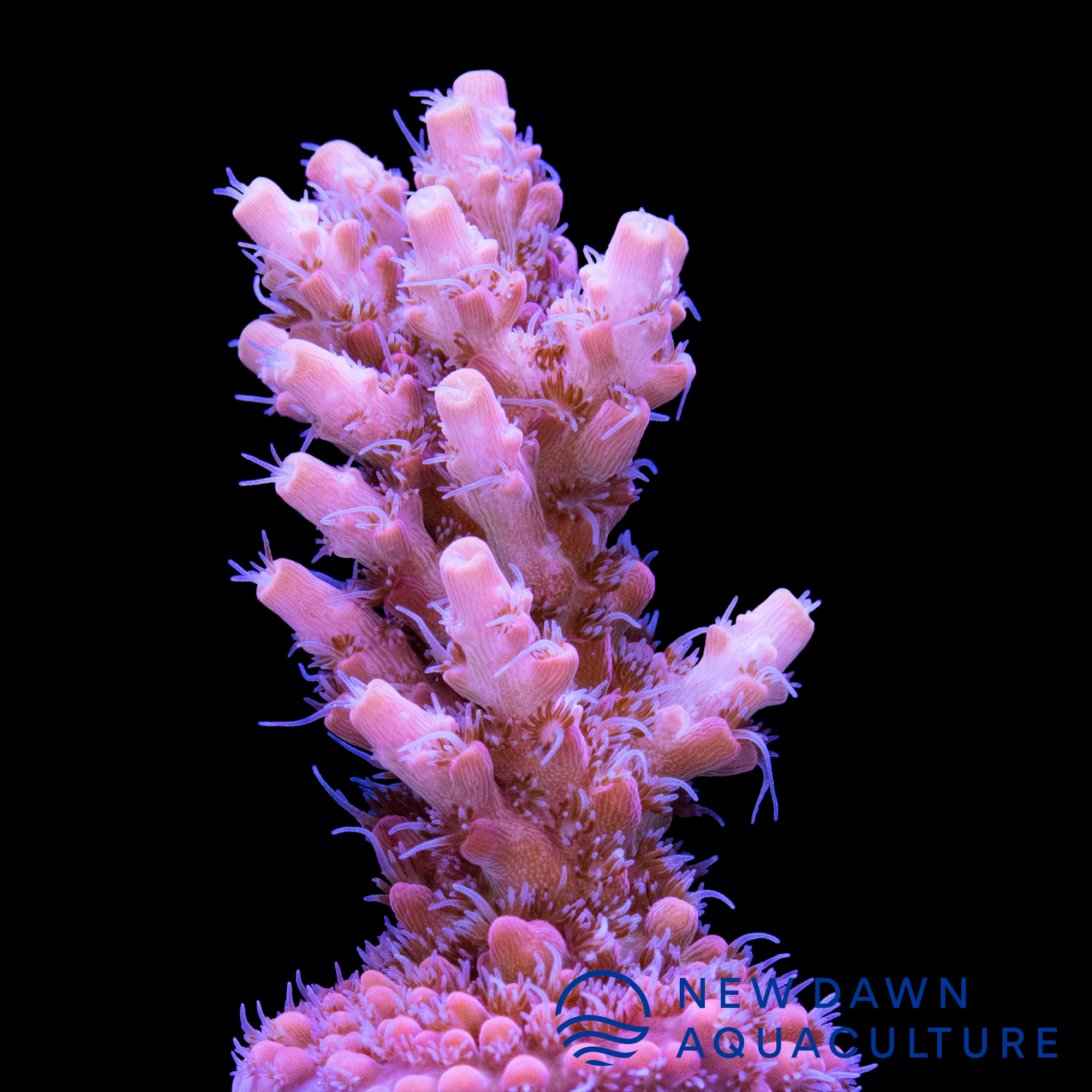 Aquacultured Blue Voodoo Acropora Coral (Acropora sp.) - ORA 
