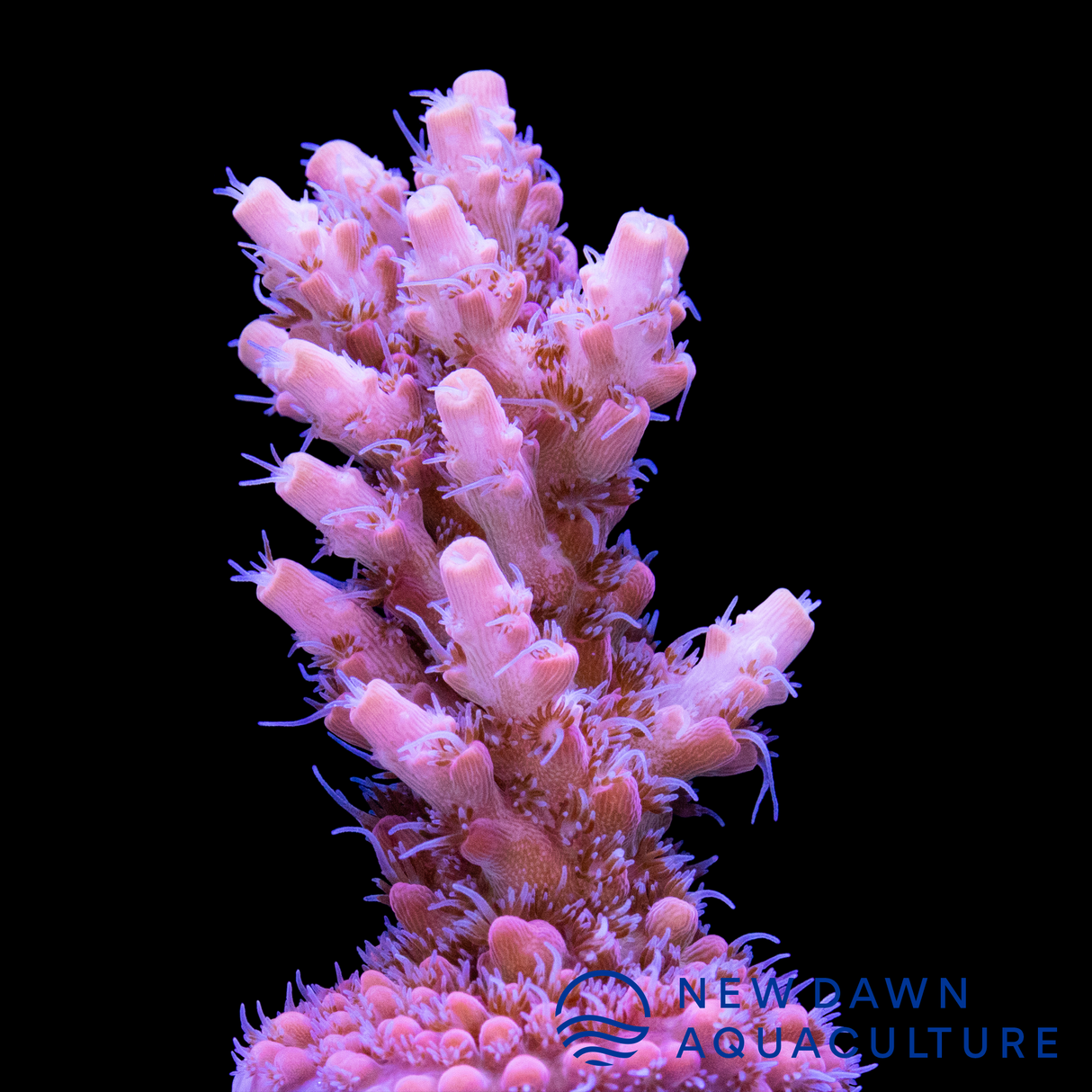 Starburst Acropora