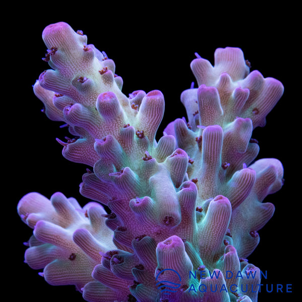 Strawberry Shortcake Acropora