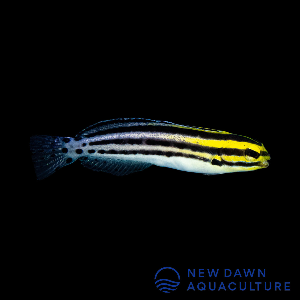 Striped Blenny