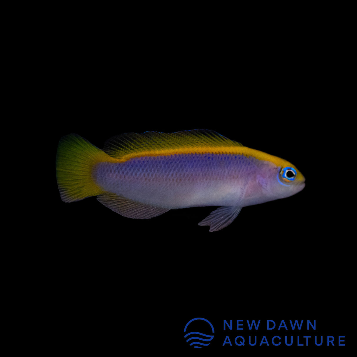 Sunrise Dottyback