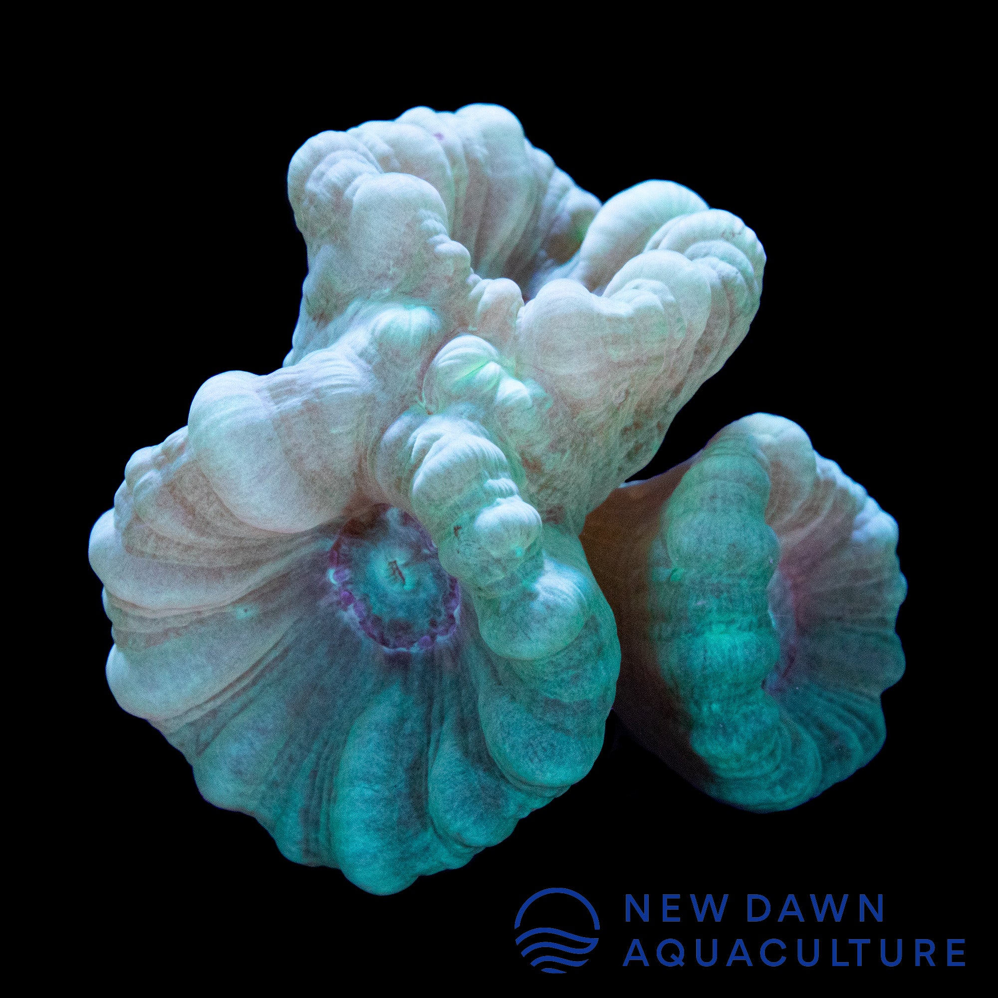 Live Coral Teal Candy Cane LPS Polyp (Caulastrea) - WYSIWYG 1 Head