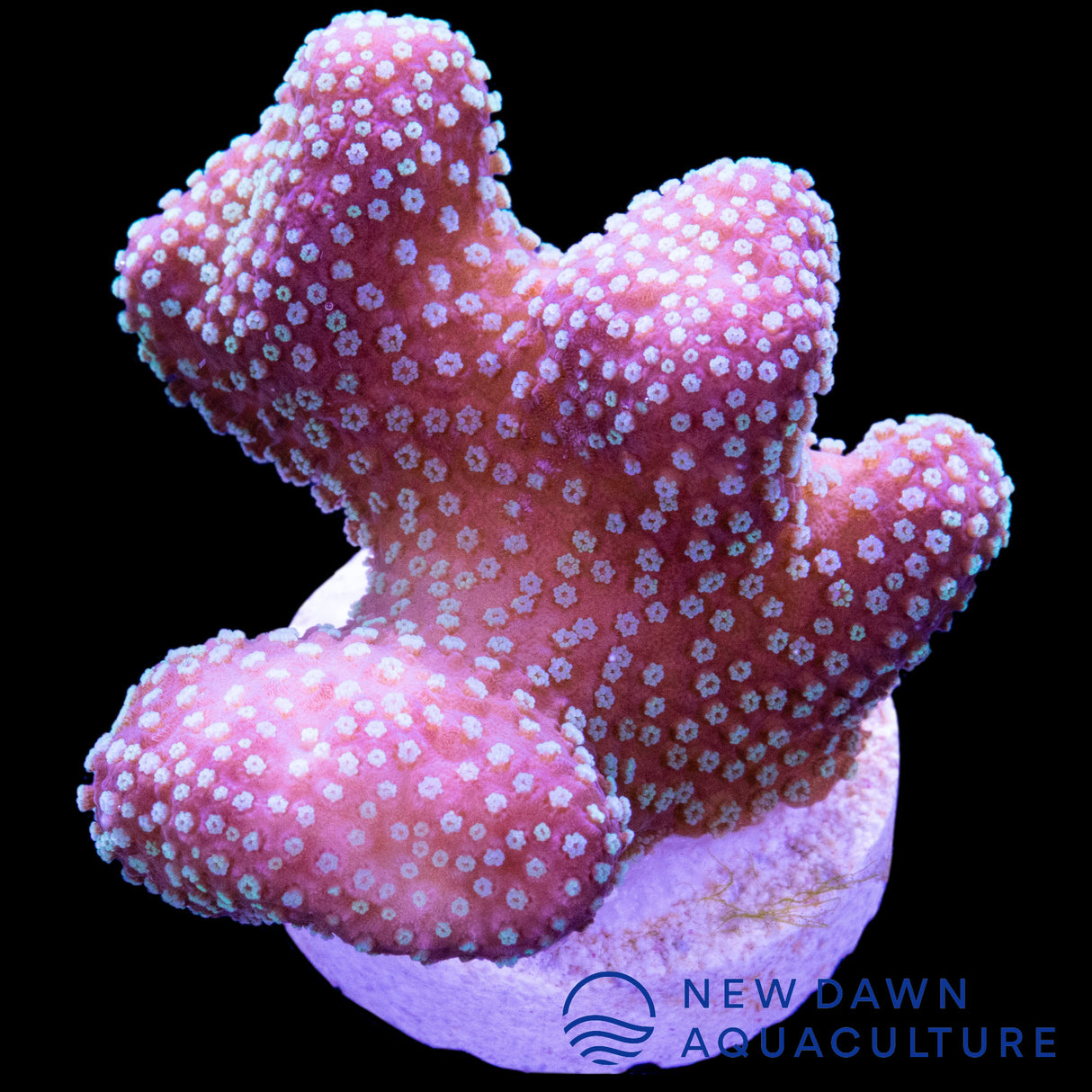 Teal Stylophora