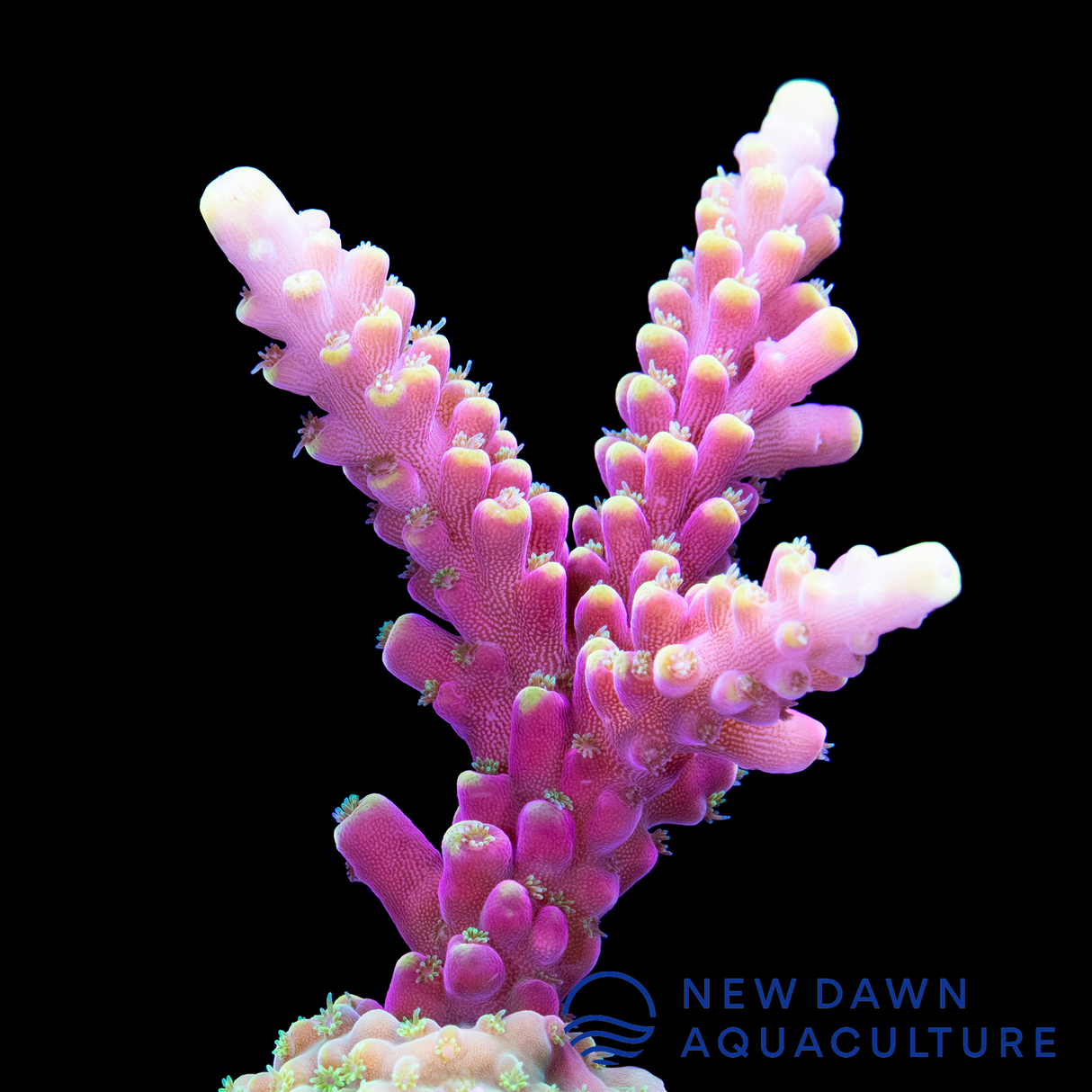 Terra Red Acropora