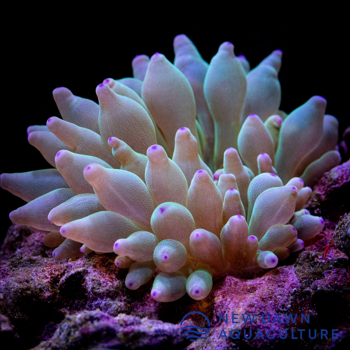 Watermelon Bubble Tip Anemone