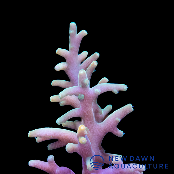 Pale Yellow Deep Water Acropora
