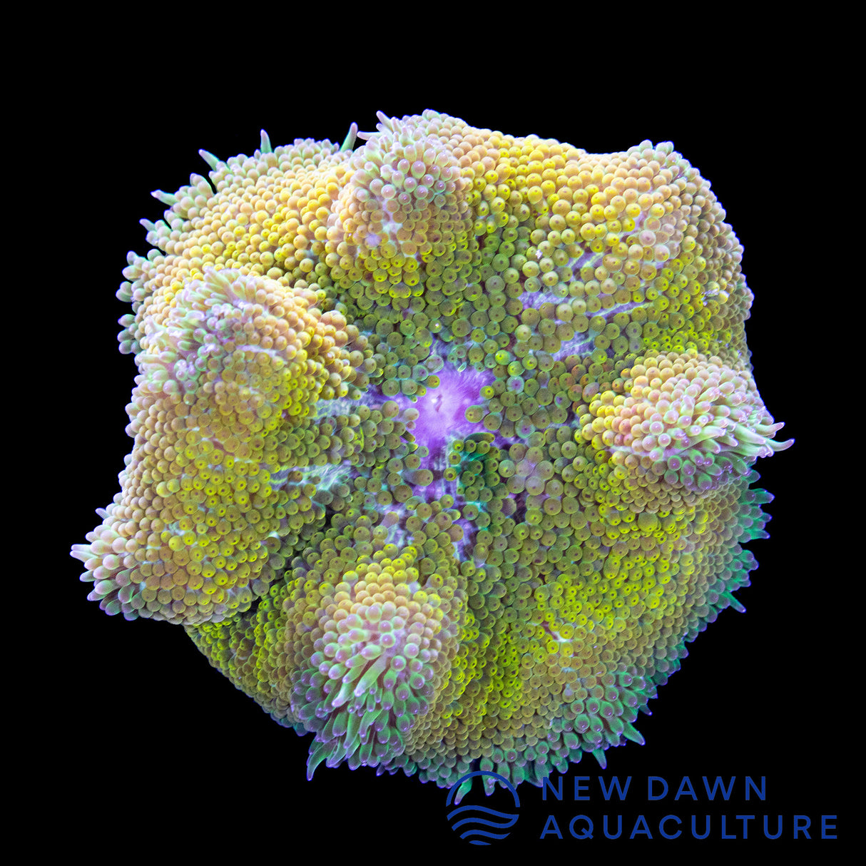 Yellow Maxi-Mini Carpet Anemone