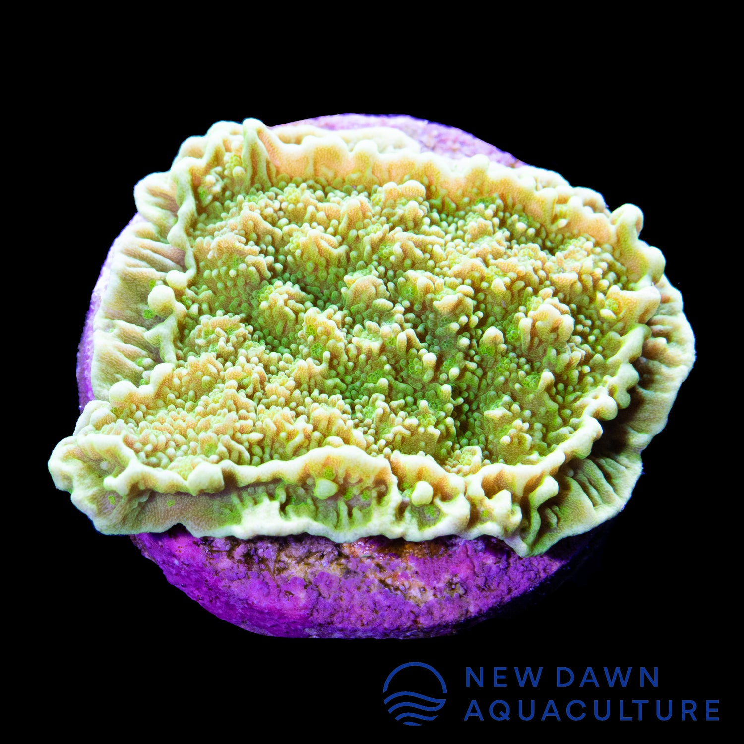 Yellow Montipora Aequituberculata