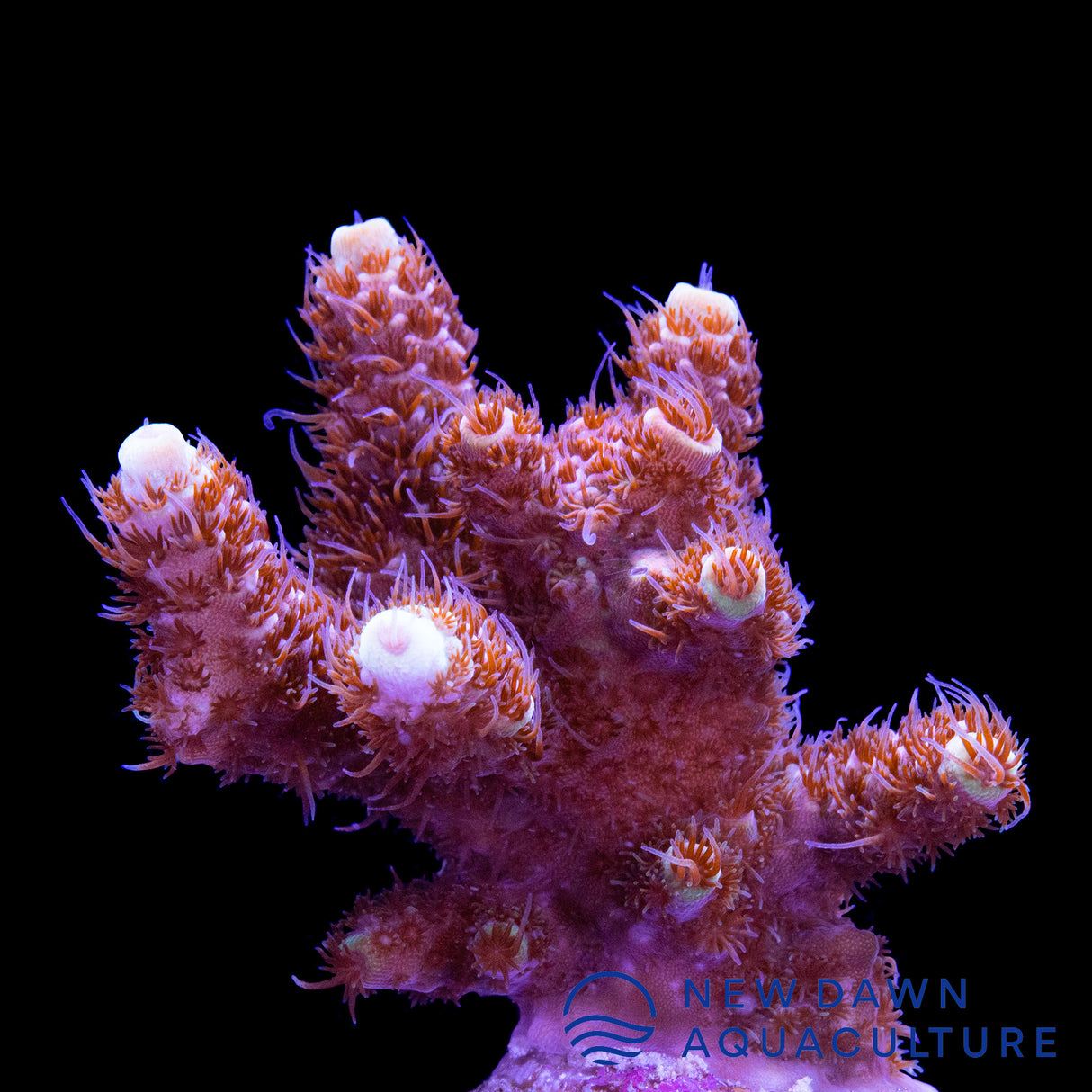 Yellow Tip Millepora